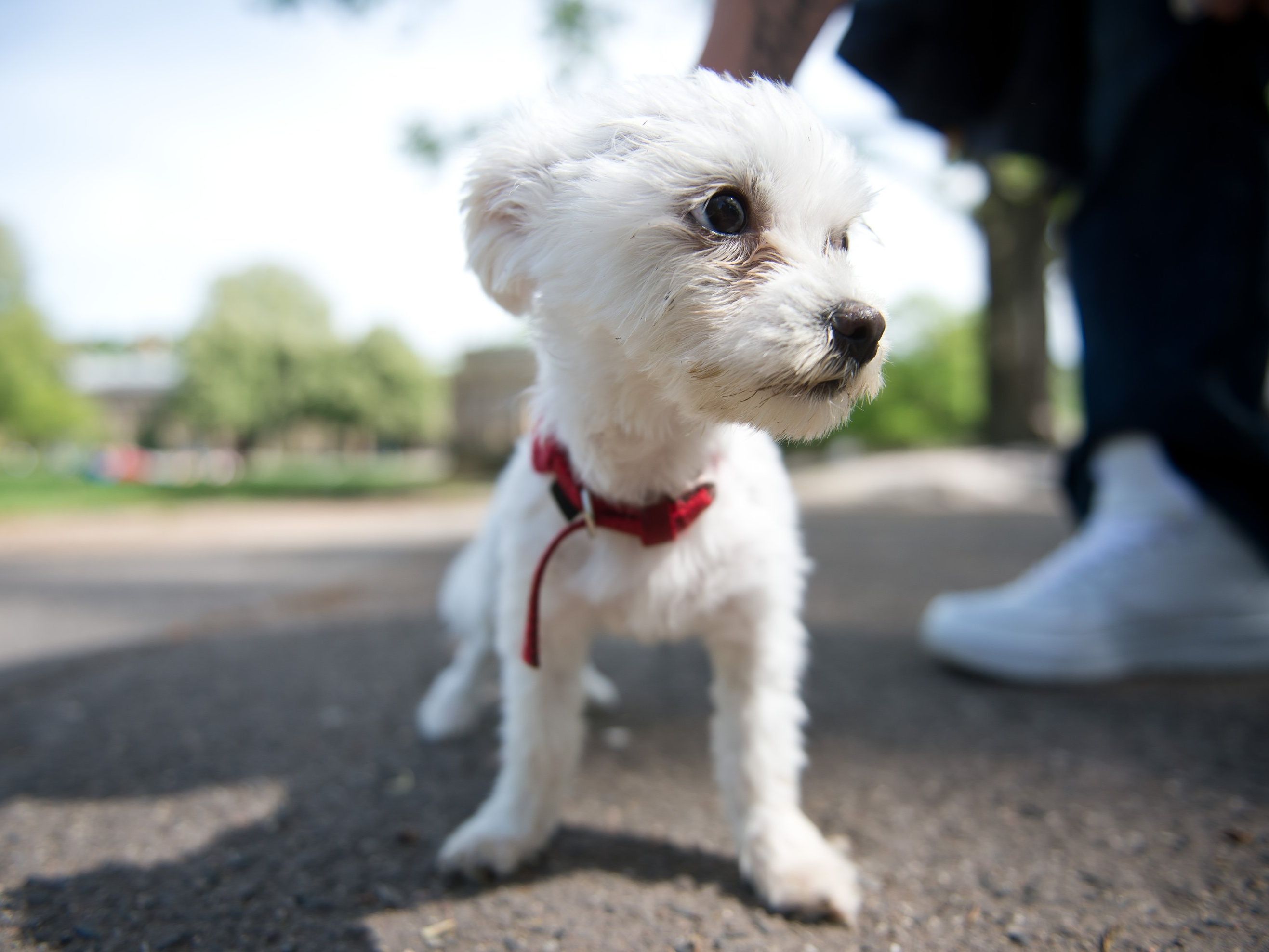 Haben Sie schon ihren "Hunde-Zwilling" gefunden? Haben Sie schon ihren "Hunde-Zwilling" gefunden?