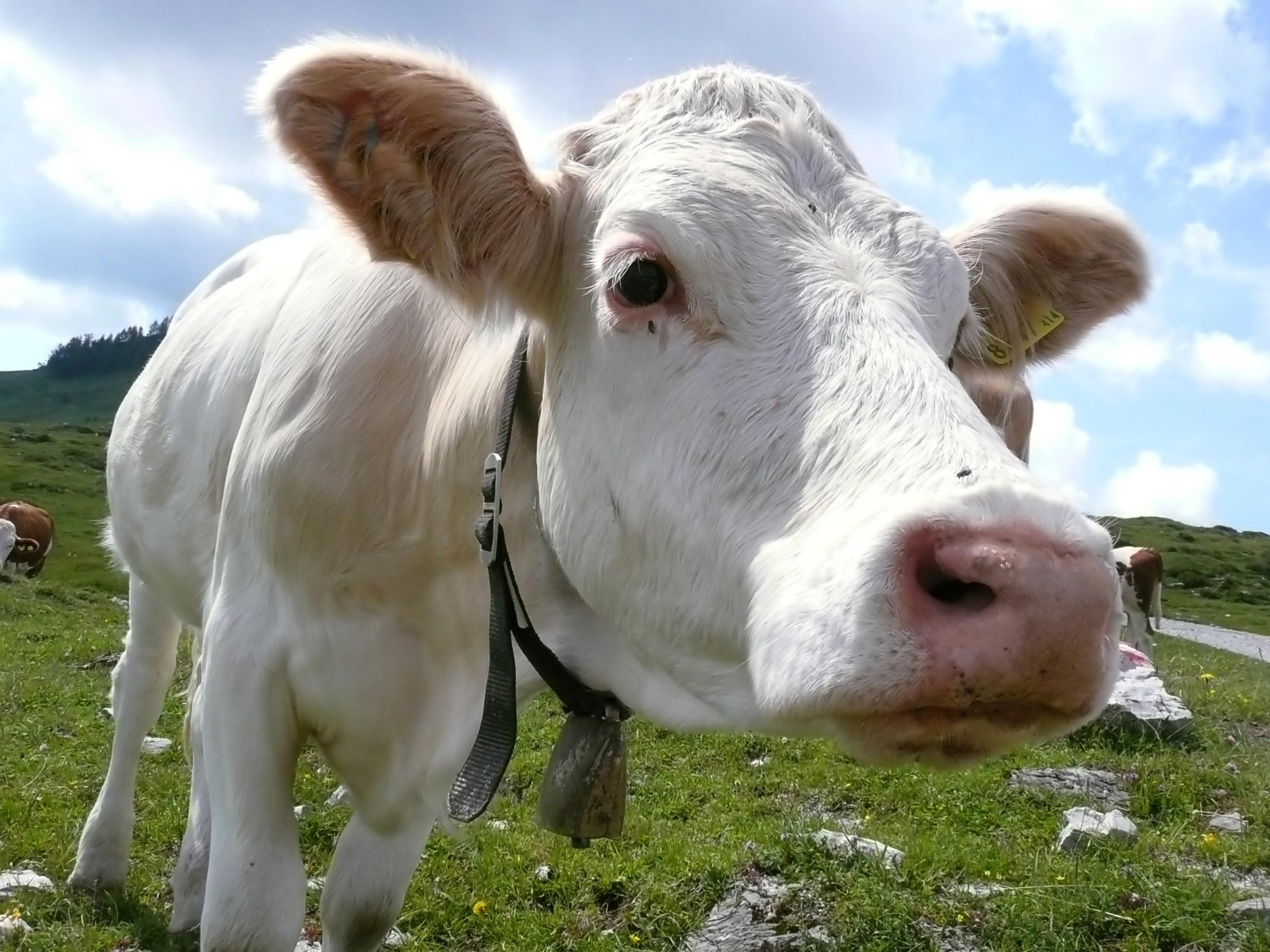 500 Kühe sind in Neuseeland spurlos verschwunden.