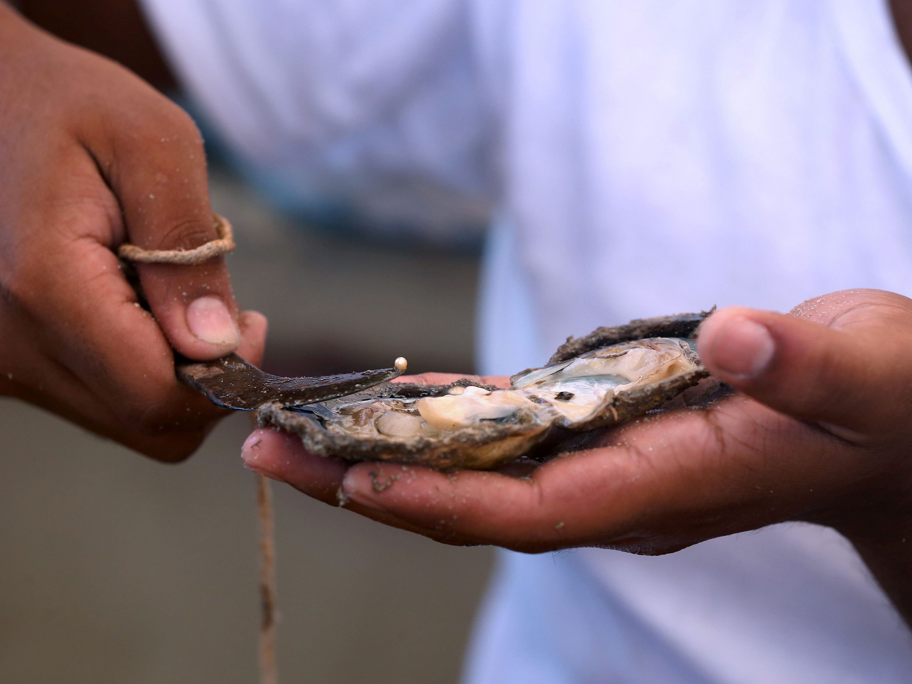 Ein Fischer entdeckte die Rekord-Perle. Ein Fischer entdeckte die Rekord-Perle.