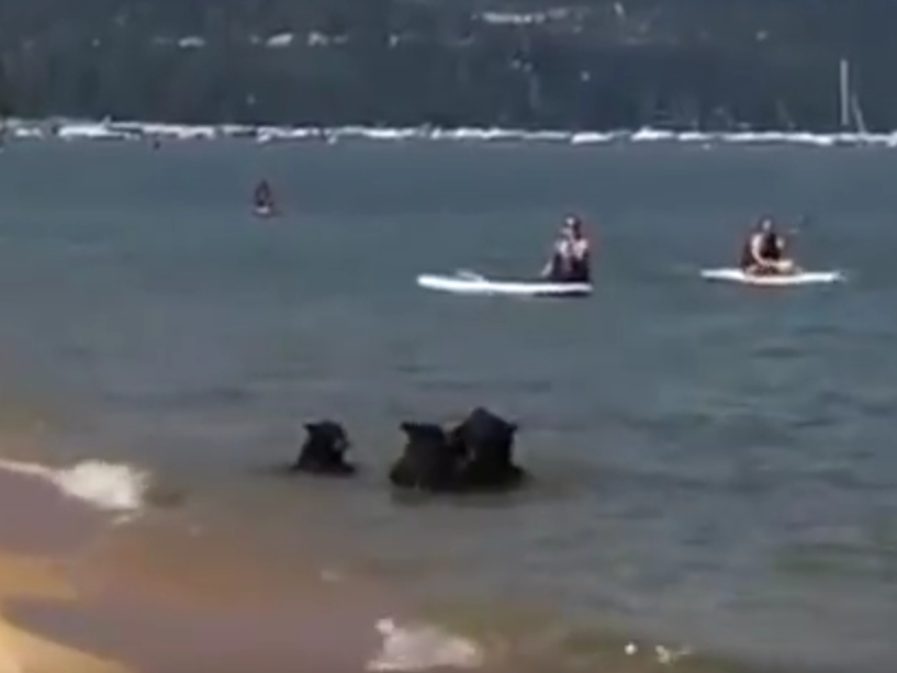 Bären Familie macht Ausflug an den Strand