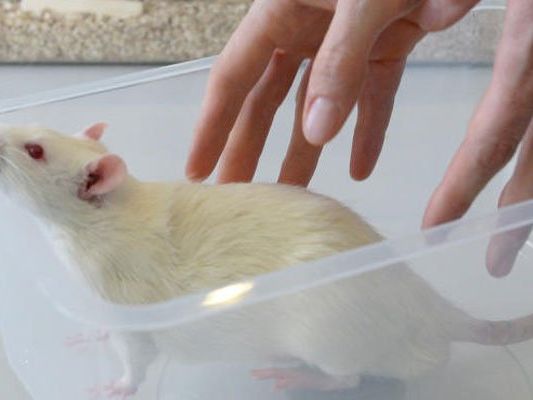 Tierversuchsfreie Kosmetik - Alternativen gibt es genug. Tierversuchsfreie Kosmetik - Alternativen gibt es genug.