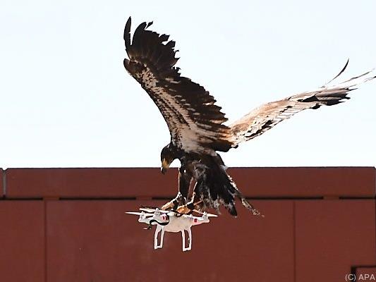 Niederländischer Polizei-Adler schnappt sich eine Drohne