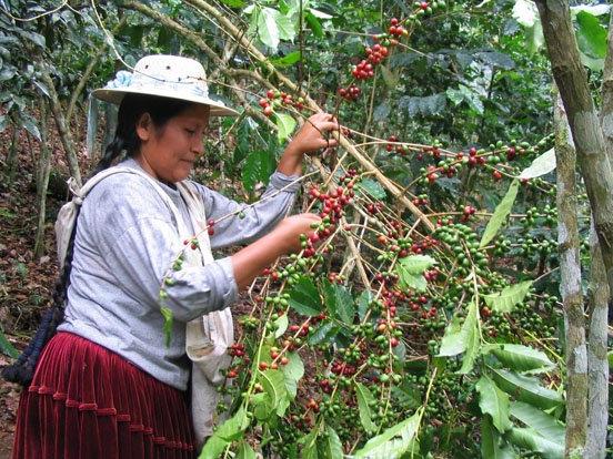 Bolivien Aprocafe: „Plantagenarbeiterin bei der Kaffee-Ernte.