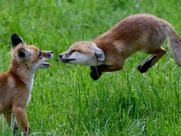 Im VOL.AT-Livechat erklärt Klaus Zimmermann, was zu tun ist, wenn man auf einen Fuchs trifft.