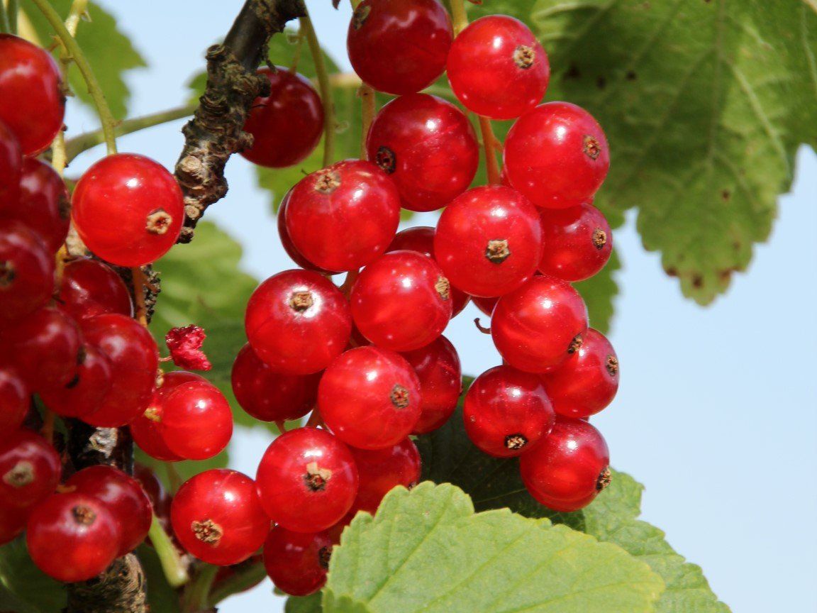 Beerensträucherschnitt im Herbst Beerensträucherschnitt im Herbst