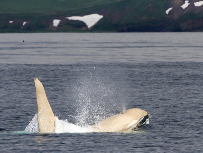 Weiße Orcas sind extrem selten.