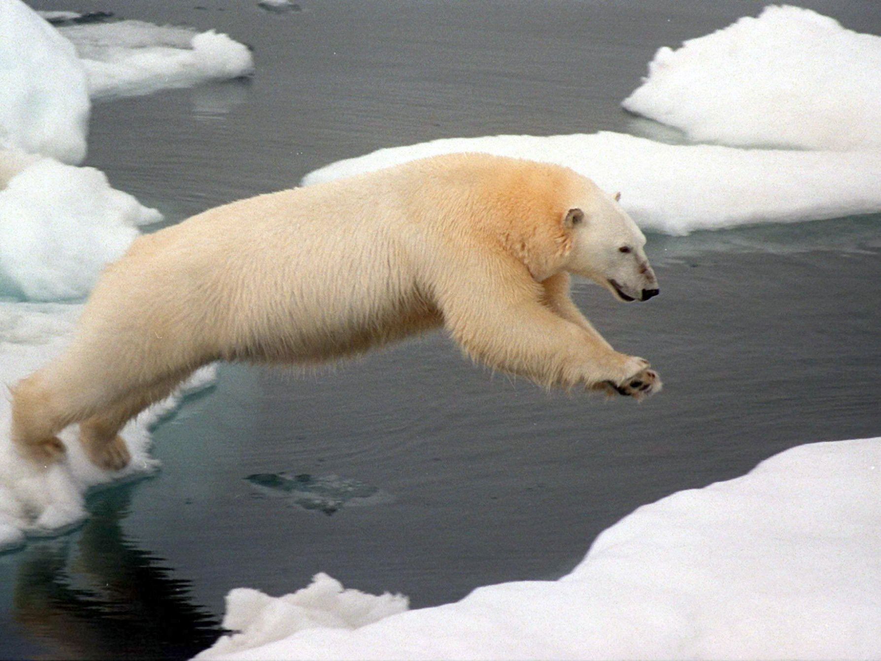 Es wurden Hunde und Leuchtfakeln zum Vertreiben der Tiere angeflogen. Es wurden Hunde und Leuchtfakeln zum Vertreiben der Tiere angeflogen.