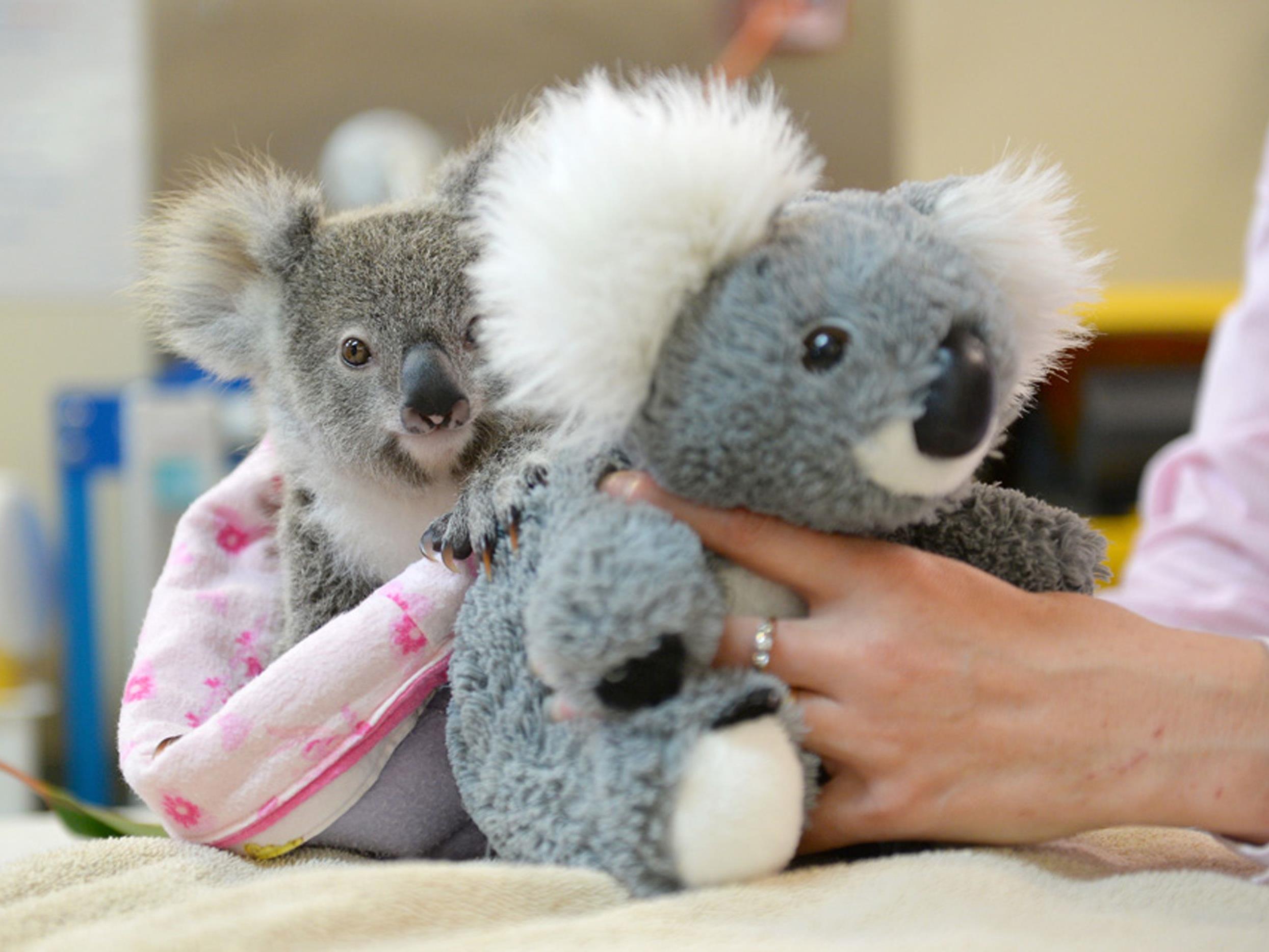 Das kleine Koala-Baby hat einen Plüsch-Freund gefunden.