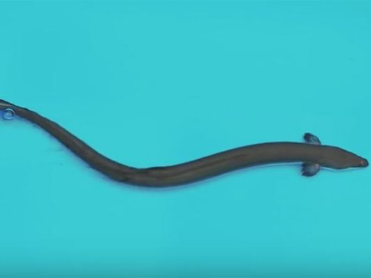 Die Stadt erntete mit dem Werbevideo harsche Kritik. Die Stadt erntete mit dem Werbevideo harsche Kritik.