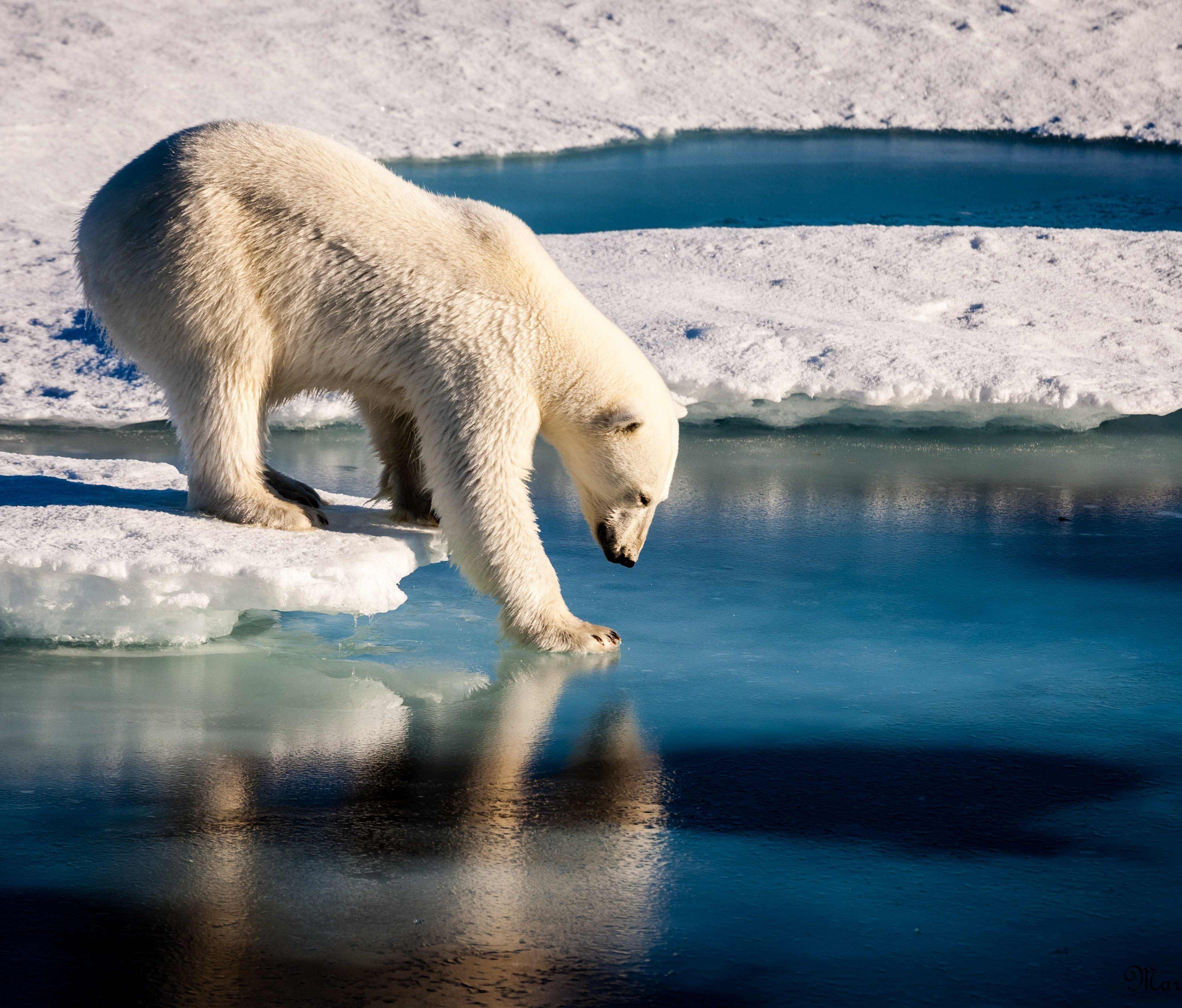 Durch den Klimawandel wird auch der Lebensraum einiger Tierarten zerstört. Durch den Klimawandel wird auch der Lebensraum einiger Tierarten zerstört.