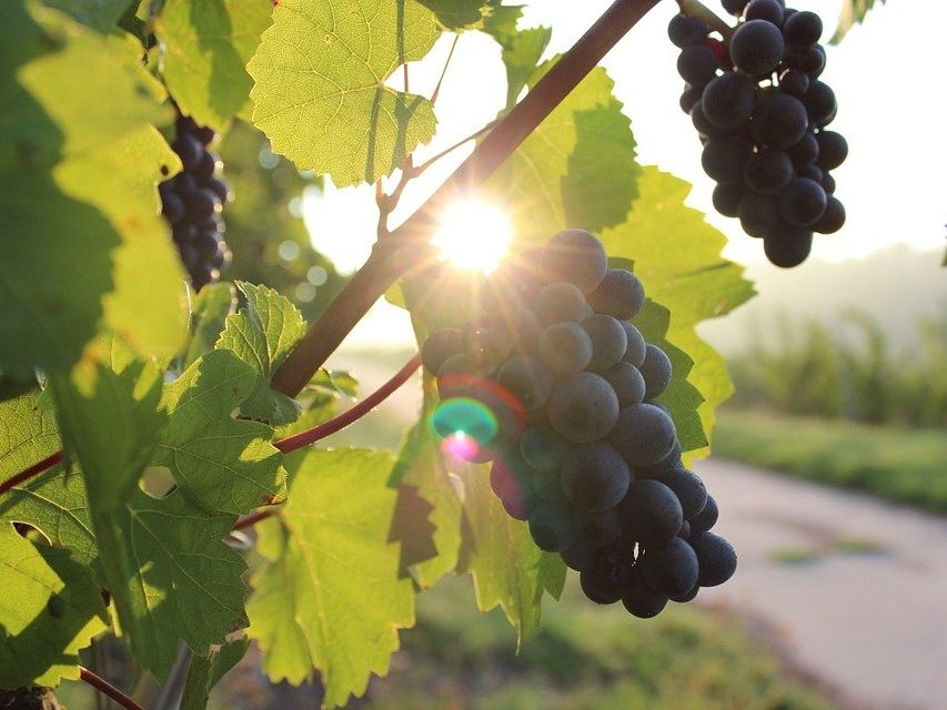 Der Weinwandertag gehört zum Herbst in Wien einfach dazu. Der Weinwandertag gehört zum Herbst in Wien einfach dazu.