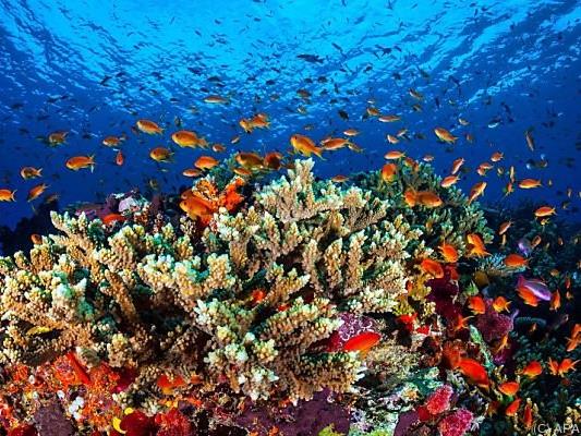 Das Great Barrier Reef hat laut Marineparkbehörde noch eine Chance.