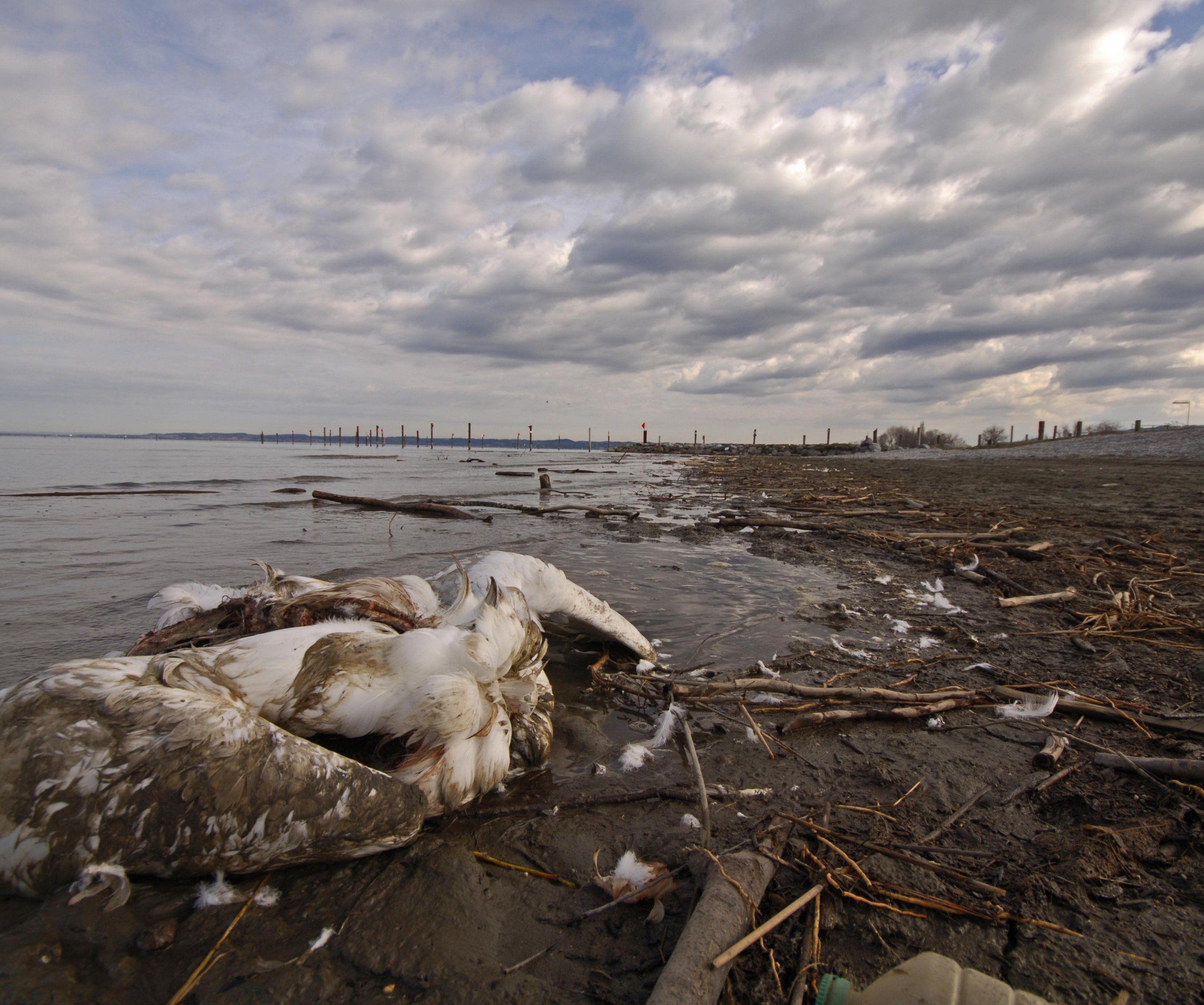 Verordnung über Stallpflicht in betroffenem Vorarlberger Gebiet in Vorbereitung Verordnung über Stallpflicht in betroffenem Vorarlberger Gebiet in Vorbereitung