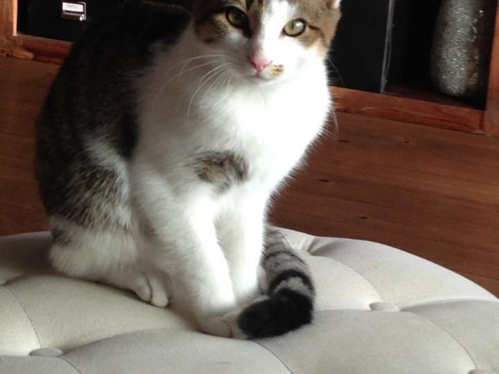 Kater Oscar Kater Oscar