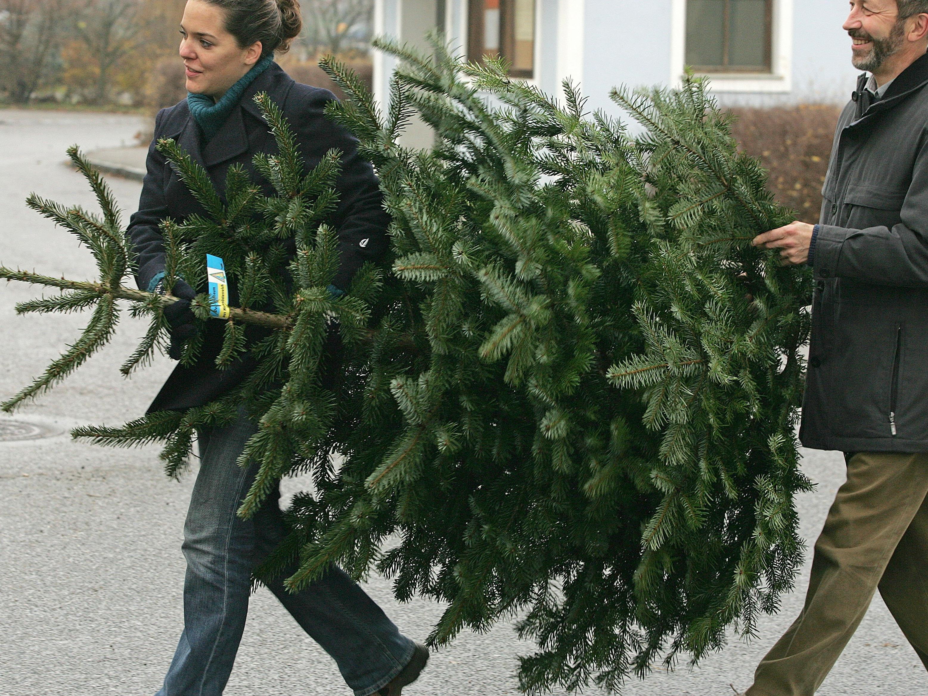 Jedes Jahr werden in Österreich rund 2,6 Millionen Christbäume aufgestellt.