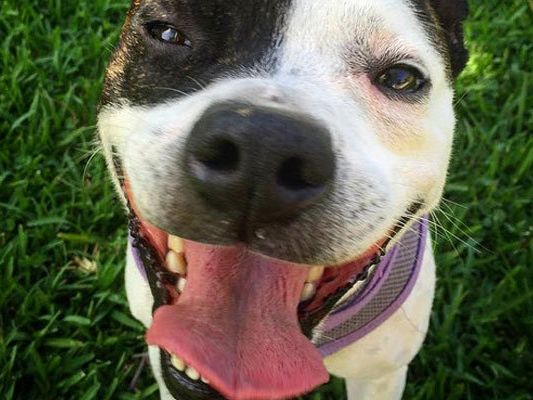 Die Tiere scheinen richtig Spaß zu haben. Die Tiere scheinen richtig Spaß zu haben.