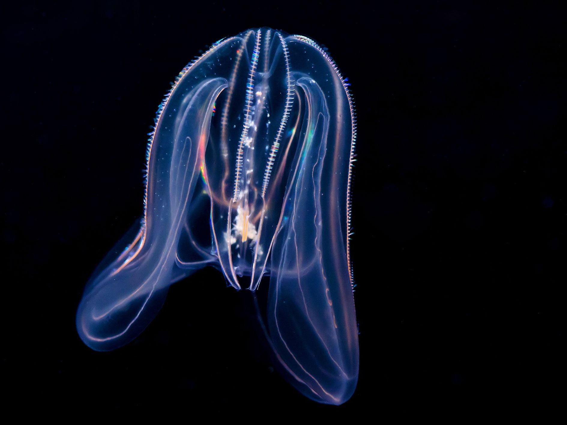 Nachtzucht-Erfolg: Meerwalnüsse leuchten im Tiergarten Schönbrunn Nachtzucht-Erfolg: Meerwalnüsse leuchten im Tiergarten Schönbrunn
