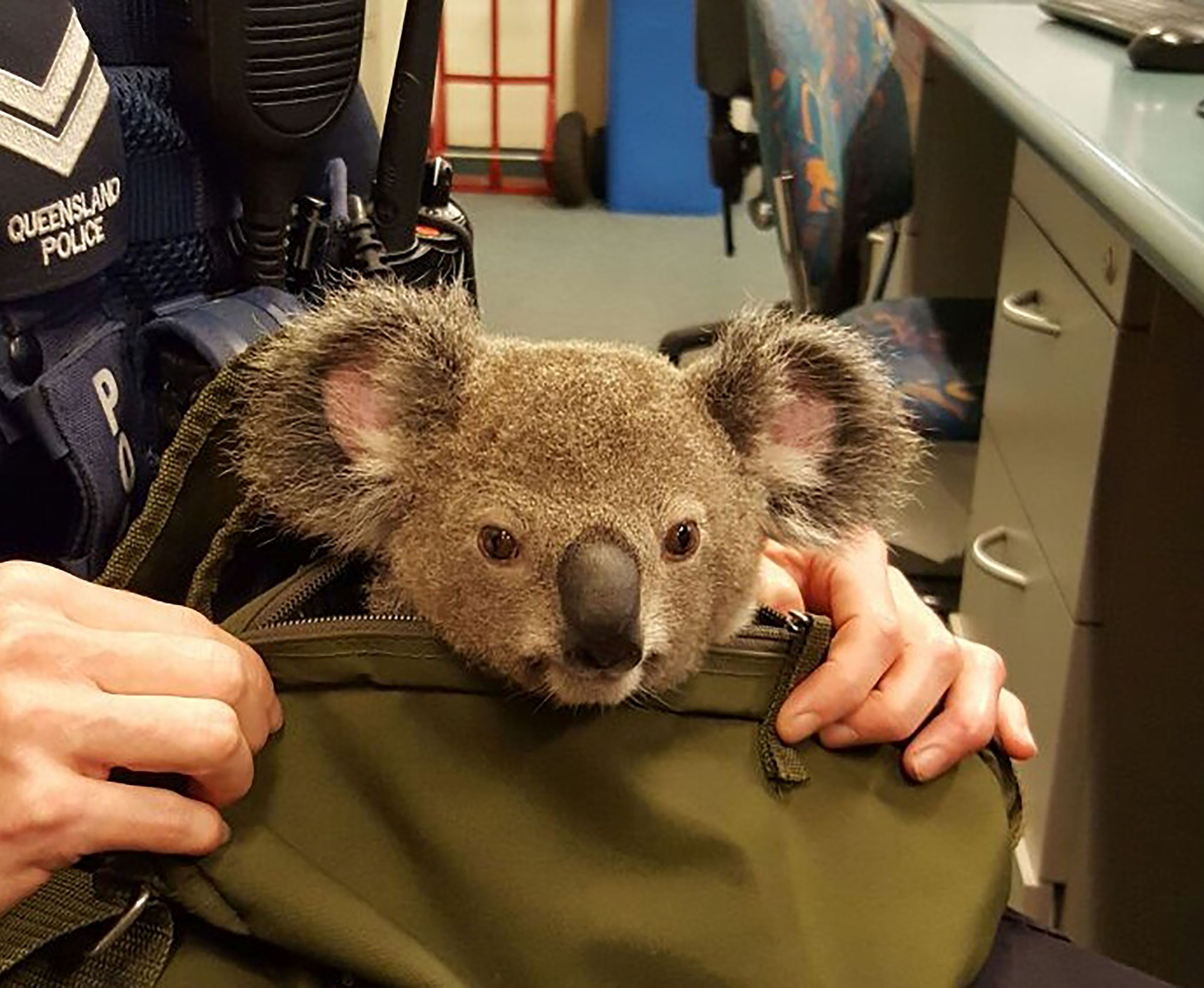 Dieses Koala-Baby entdeckte die australsiche Polizei in der Tasche einer Frau. Dieses Koala-Baby entdeckte die australsiche Polizei in der Tasche einer Frau.