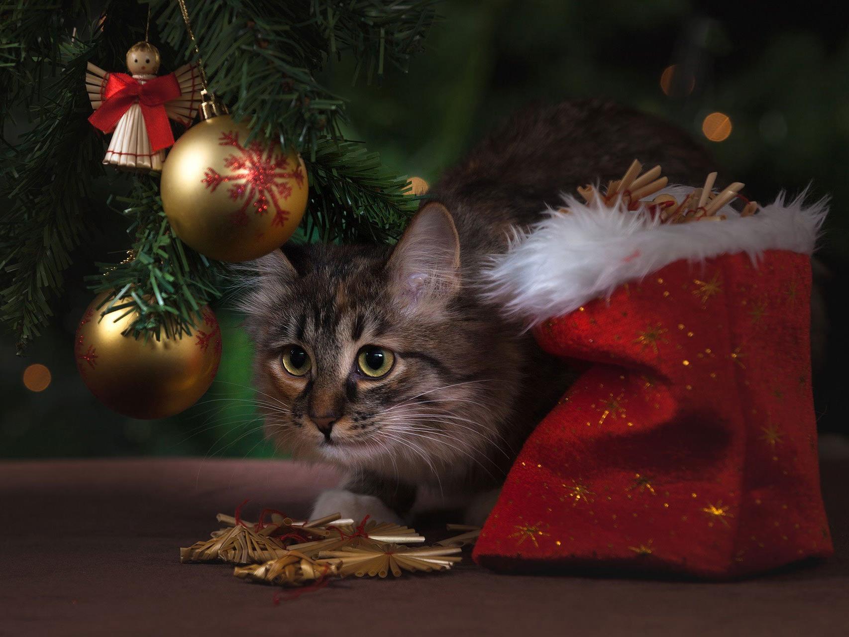 Keine gute Idee: Haustiere als Weihnachtsüberraschung