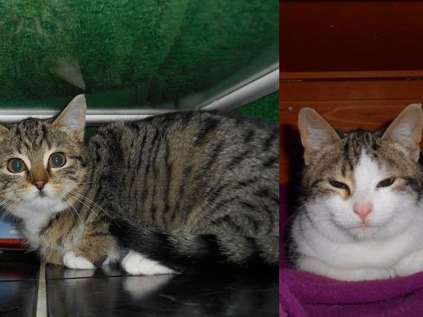 Die Kätzchen sind noch etwas schüchtern Die Kätzchen sind noch etwas schüchtern