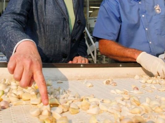 Mit diesem Trick kannst Du beim Knoblauchschälen Zeit sparen. Mit diesem Trick kannst Du beim Knoblauchschälen Zeit sparen.