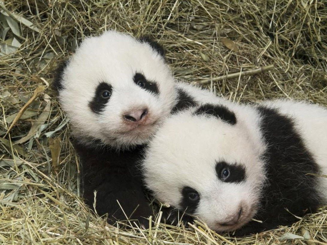 Fu Feng und Fu Ban im Tiergarten Schönbrunn Fu Feng und Fu Ban im Tiergarten Schönbrunn