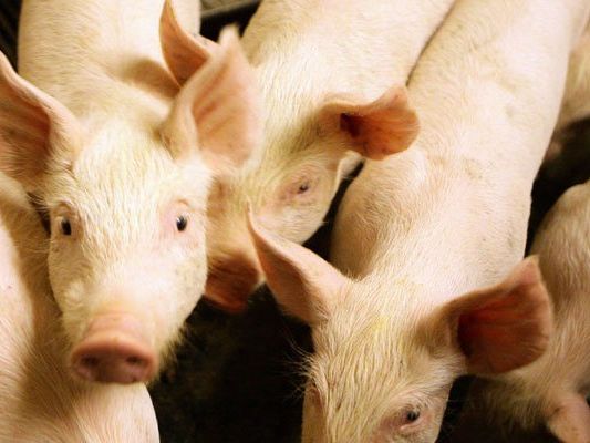 Der Fleischkonsum der heutigen Gesellschaft ist extrem schädlich für die Umwelt. Der Fleischkonsum der heutigen Gesellschaft ist extrem schädlich für die Umwelt.