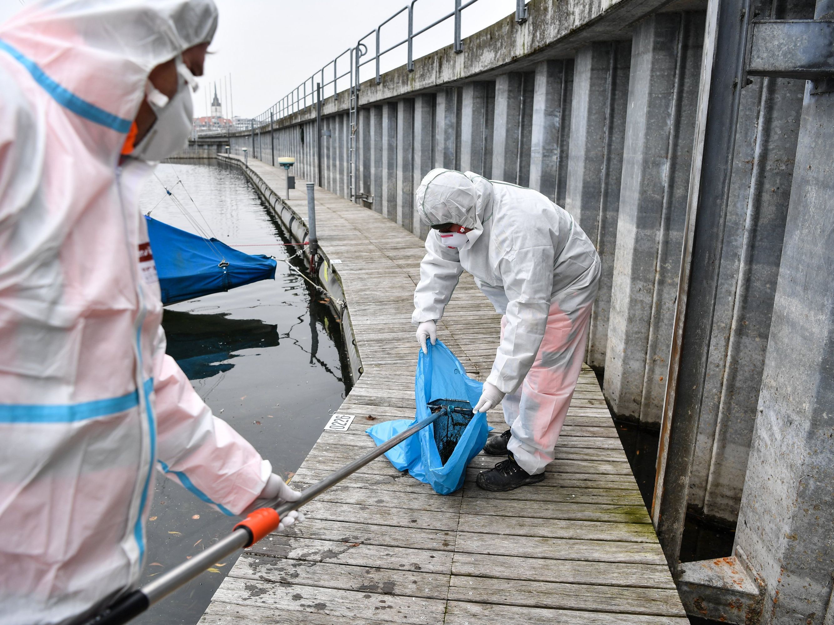 An der agessiven Form der Vogelgrippe verendete Wildtiere werden aus dem Bodensee geborgen. An der agessiven Form der Vogelgrippe verendete Wildtiere werden aus dem Bodensee geborgen.