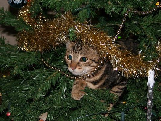 Für Katzen und Hunde kann der Christbaum zur tödlichen Falle werden.