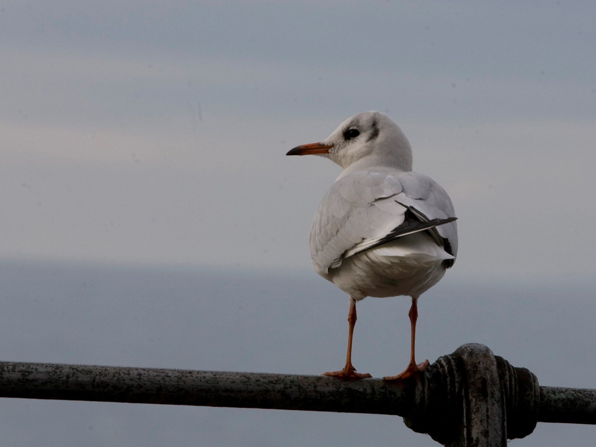 Schon ungefähr 150 tote Wildvögel wurden in Vorarlberg gefunden. Schon ungefähr 150 tote Wildvögel wurden in Vorarlberg gefunden.