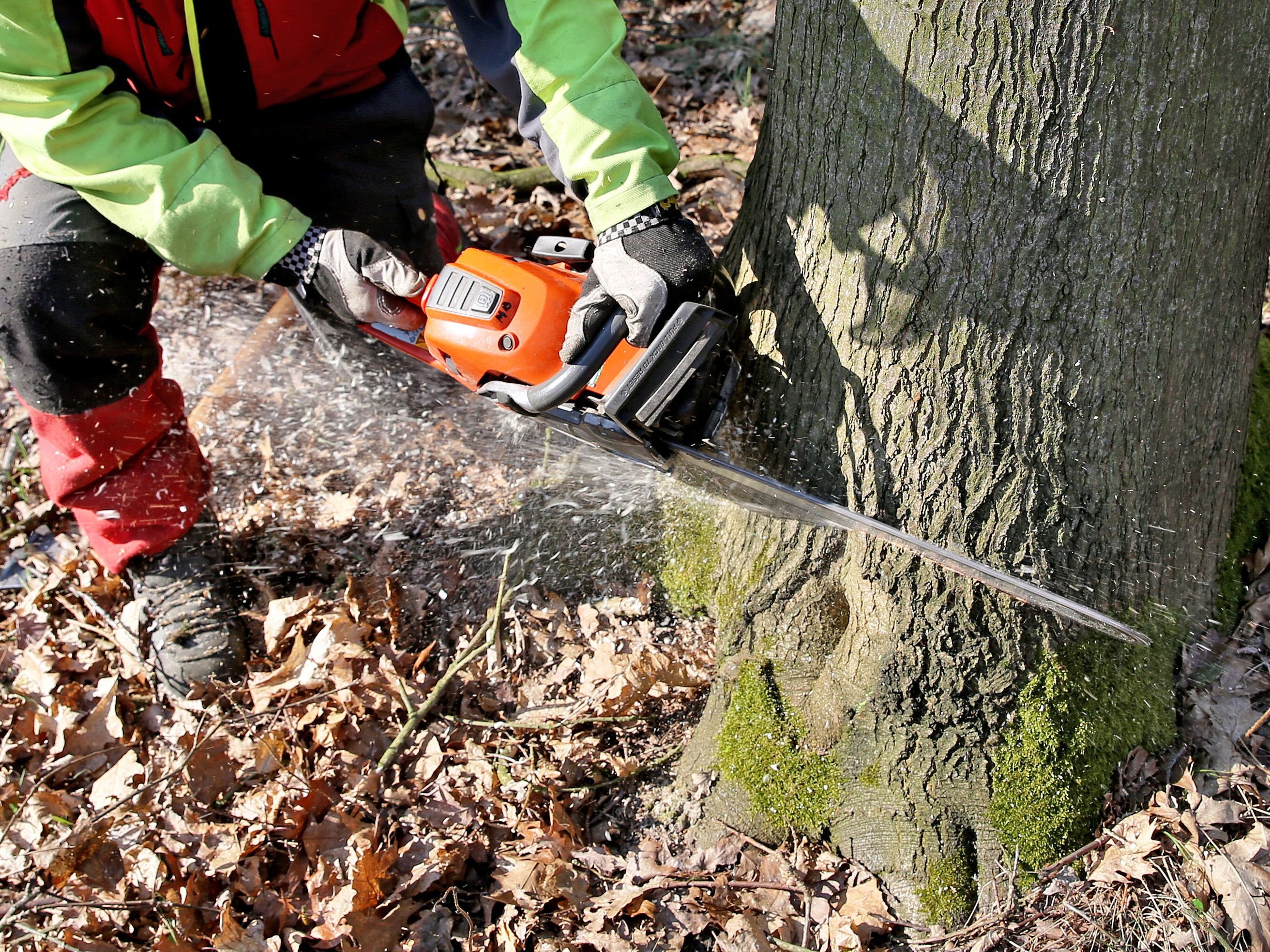 Über die Martin Holz GmbH wurde am Donnerstag am Landesgericht Feldkirch das Konkursverfahren eröffnet. Über die Martin Holz GmbH wurde am Donnerstag am Landesgericht Feldkirch das Konkursverfahren eröffnet.