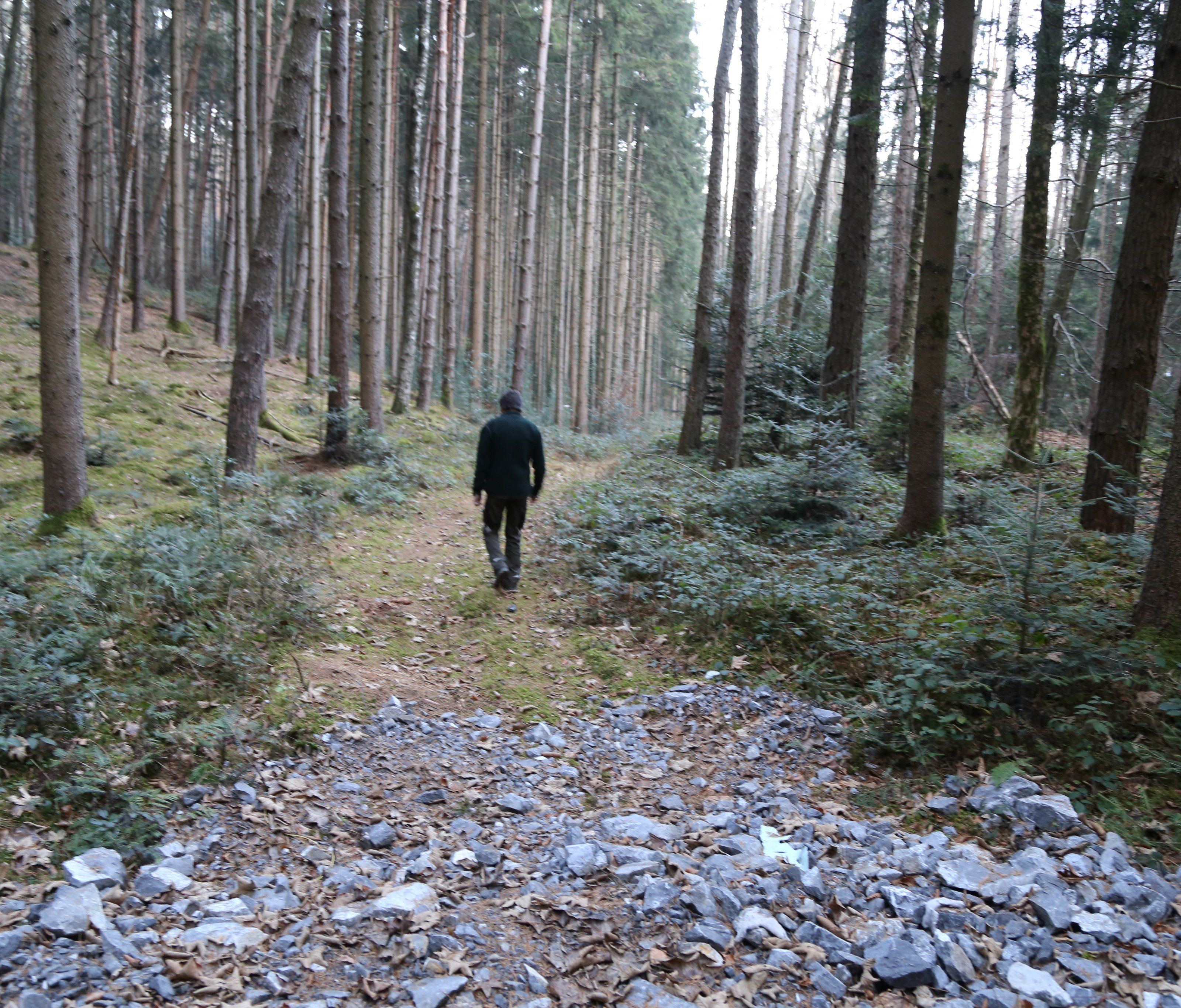 Hier entsteht der rund 580 Meter lange Köhrweg. Befallene Bäume sollen entfernt werden. Hier entsteht der rund 580 Meter lange Köhrweg. Befallene Bäume sollen entfernt werden.
