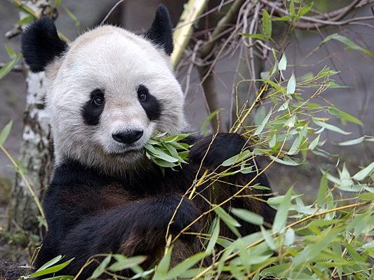 Abschied von Panda-Männchen Long Hui. Abschied von Panda-Männchen Long Hui.