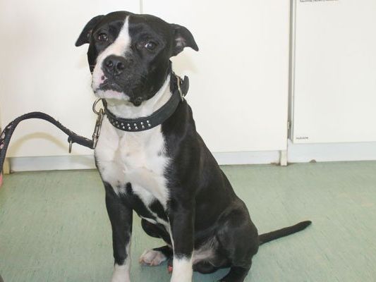 Sascha wurde bei Eiseskälte ausgesetzt Sascha wurde bei Eiseskälte ausgesetzt