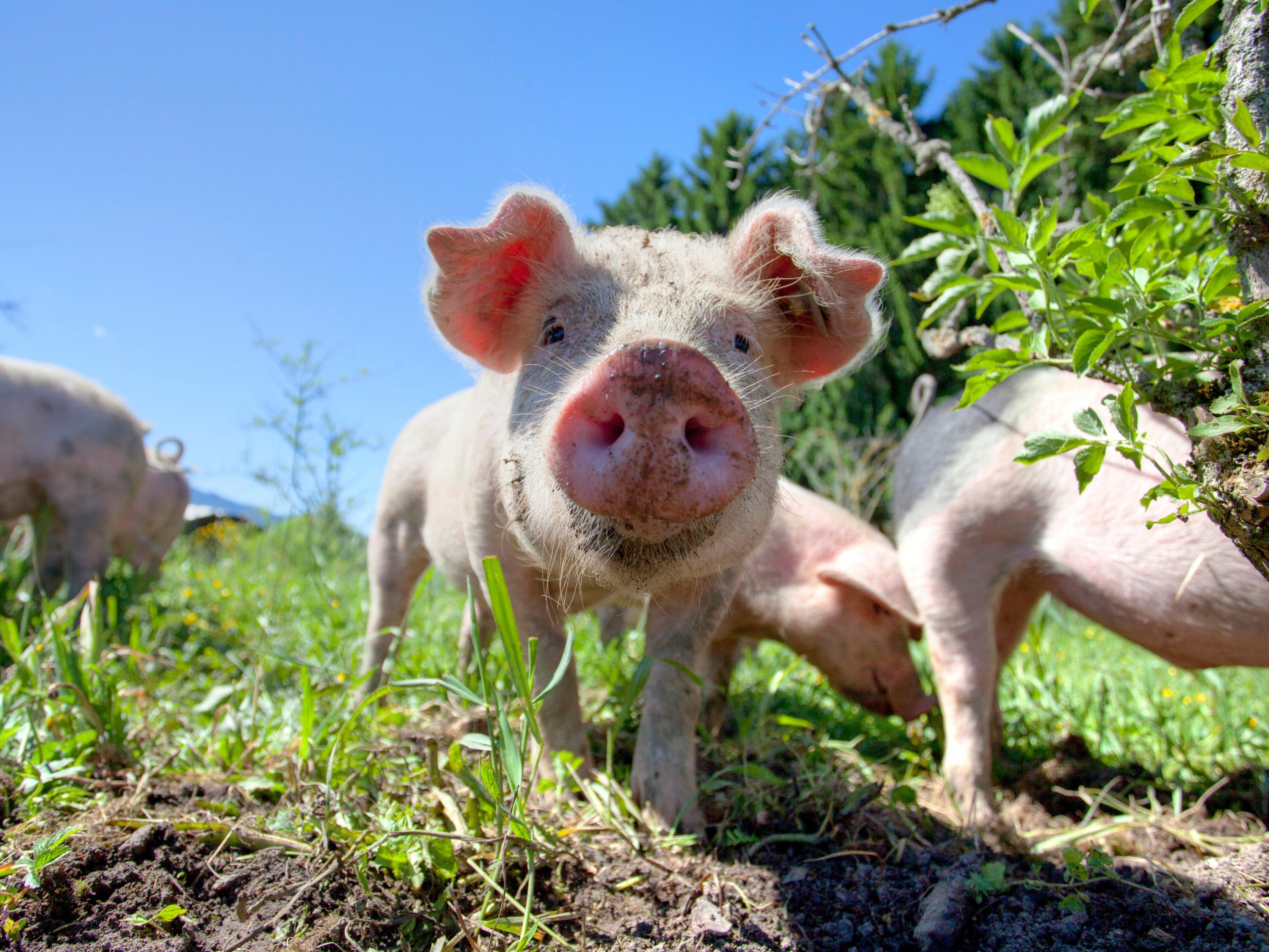 Der Selbstversorgungsgrad bei Schweinefleisch ist in Vorarlberg mit vier Prozent sehr gering.