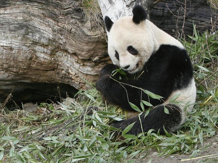 Das Tier starb am Freitag im Tiergarten Schönbrunn. Das Tier starb am Freitag im Tiergarten Schönbrunn.