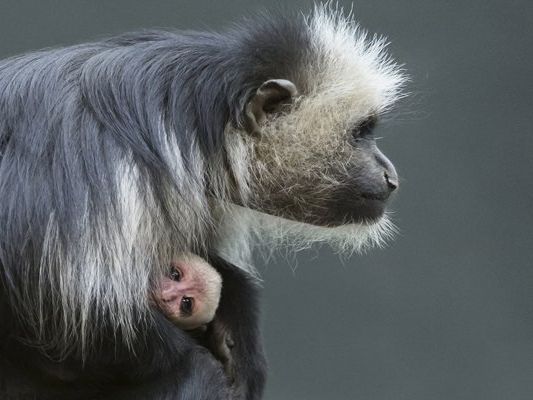 Das Jungtier klammert sich an seiner Mutter fest. Das Jungtier klammert sich an seiner Mutter fest.