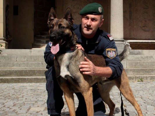 Ein Polizeidiensthund half beim finden der Einbrecher Ein Polizeidiensthund half beim finden der Einbrecher