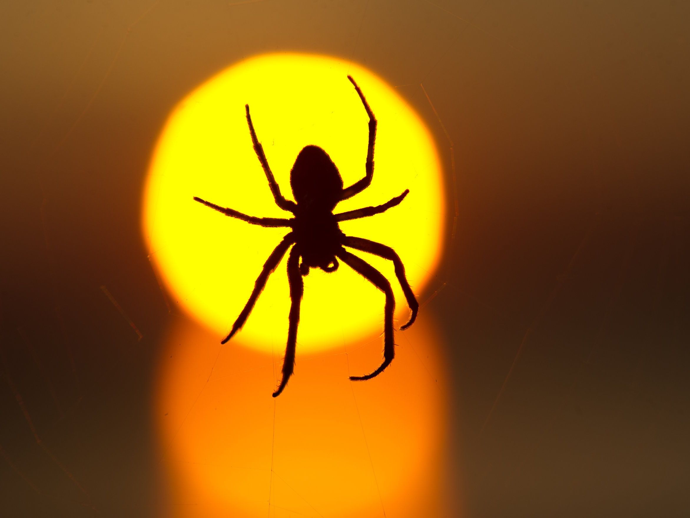Kann eine Spinne das Einsaugen überleben? Kann eine Spinne das Einsaugen überleben?