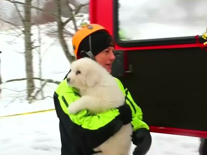 Retter finden drei Welpen in Trümmern von italienischem Hotel Retter finden drei Welpen in Trümmern von italienischem Hotel
