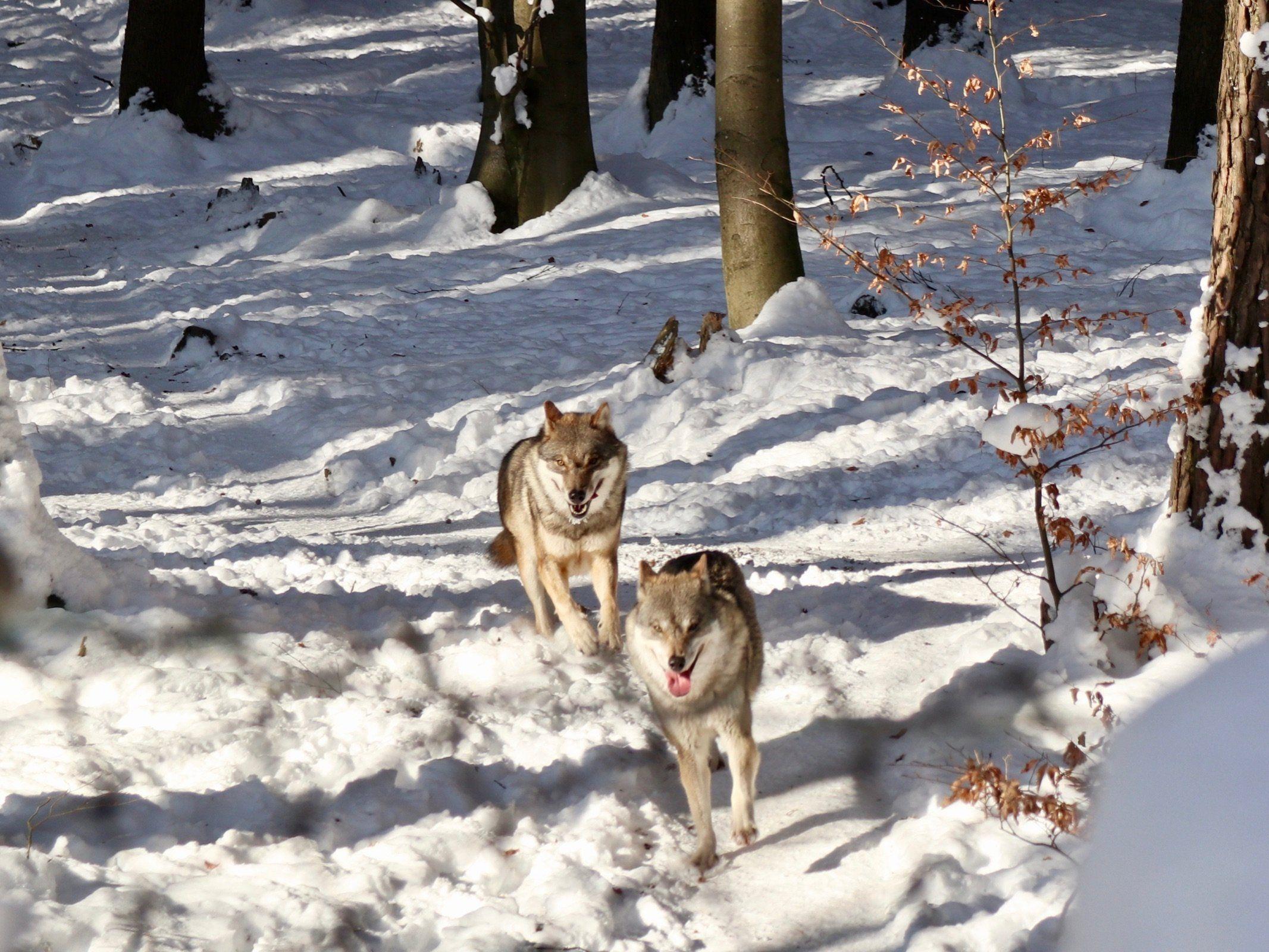 Der Wildpark Feldkirch bietet auch im Winter ein Tier- und Naturerlebnis der besonderen Art