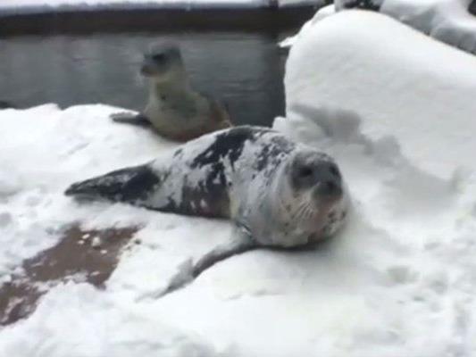 Die Tiere im Oregon-Zoo in Portland freuen sich tierisch über den ersten Schnee.