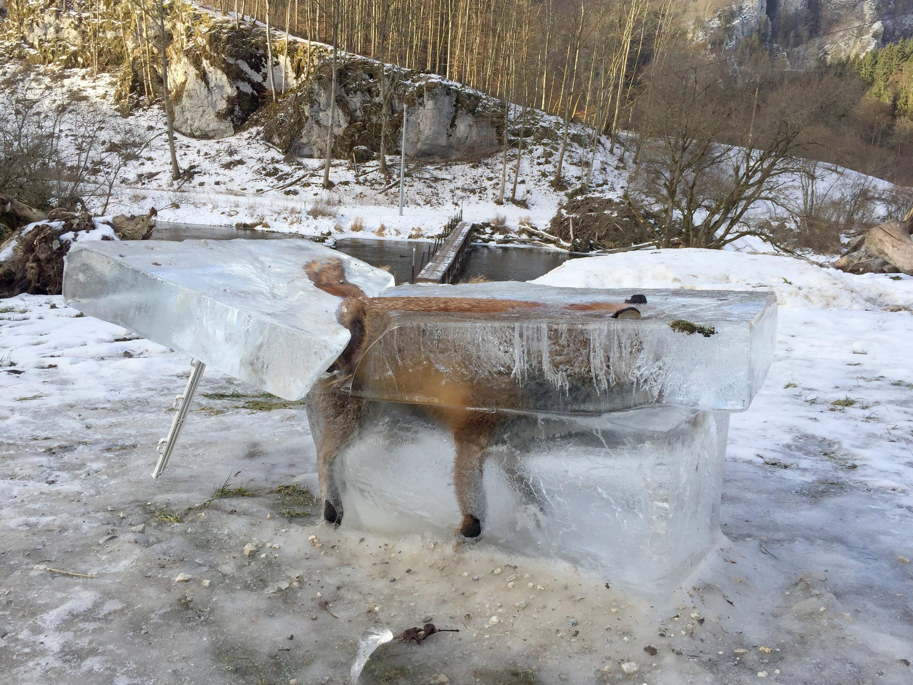 Ein Eisblock mit einem eingefrorenen Fuchs steht in Fridingen. Das Tier war auf dem dünnen Eis der Donau eingebrochen und ertrunken.