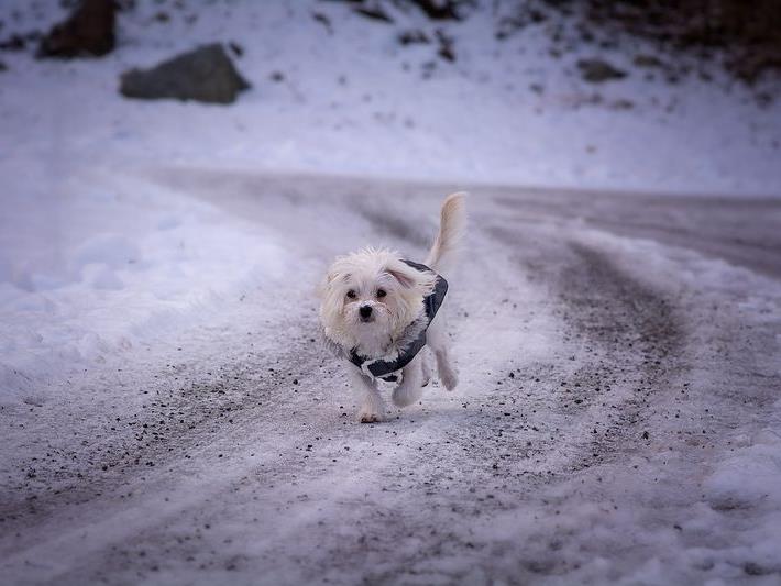 Streusalz kann Hunden den Spaß am Schnee empfindlich trüben