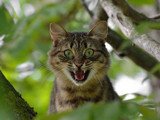 Wiens Katzenflüsterin sei dank: Wilhelm und Mors können wieder aufatmen Wiens Katzenflüsterin sei dank: Wilhelm und Mors können wieder aufatmen