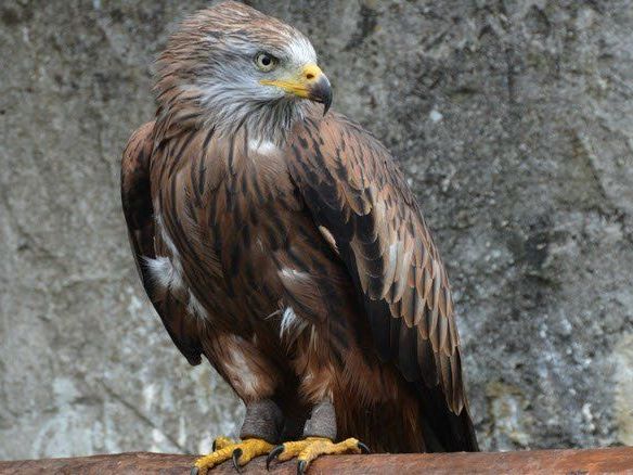 Der rote Milan musste von der Tierärztin eingeschläfert werden Der rote Milan musste von der Tierärztin eingeschläfert werden