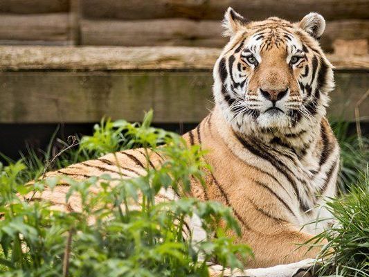 Manche Menschen haben besonders skurrile tierische Mitbewohner. Manche Menschen haben besonders skurrile tierische Mitbewohner.