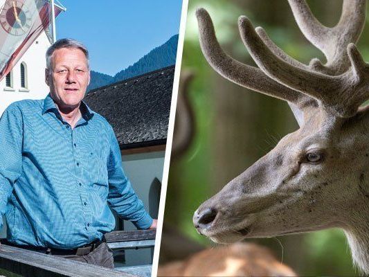 Die Diskussion um Wildverbiss in Laterns eskalierte. Die Diskussion um Wildverbiss in Laterns eskalierte.