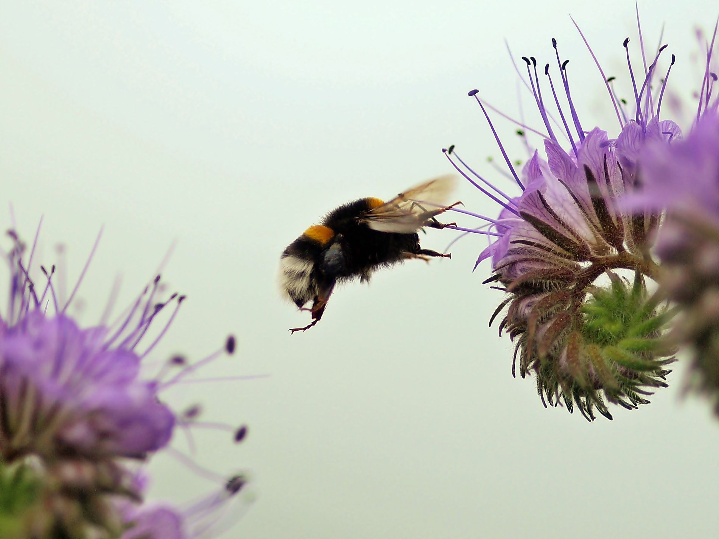 Hummel in Action Hummel in Action