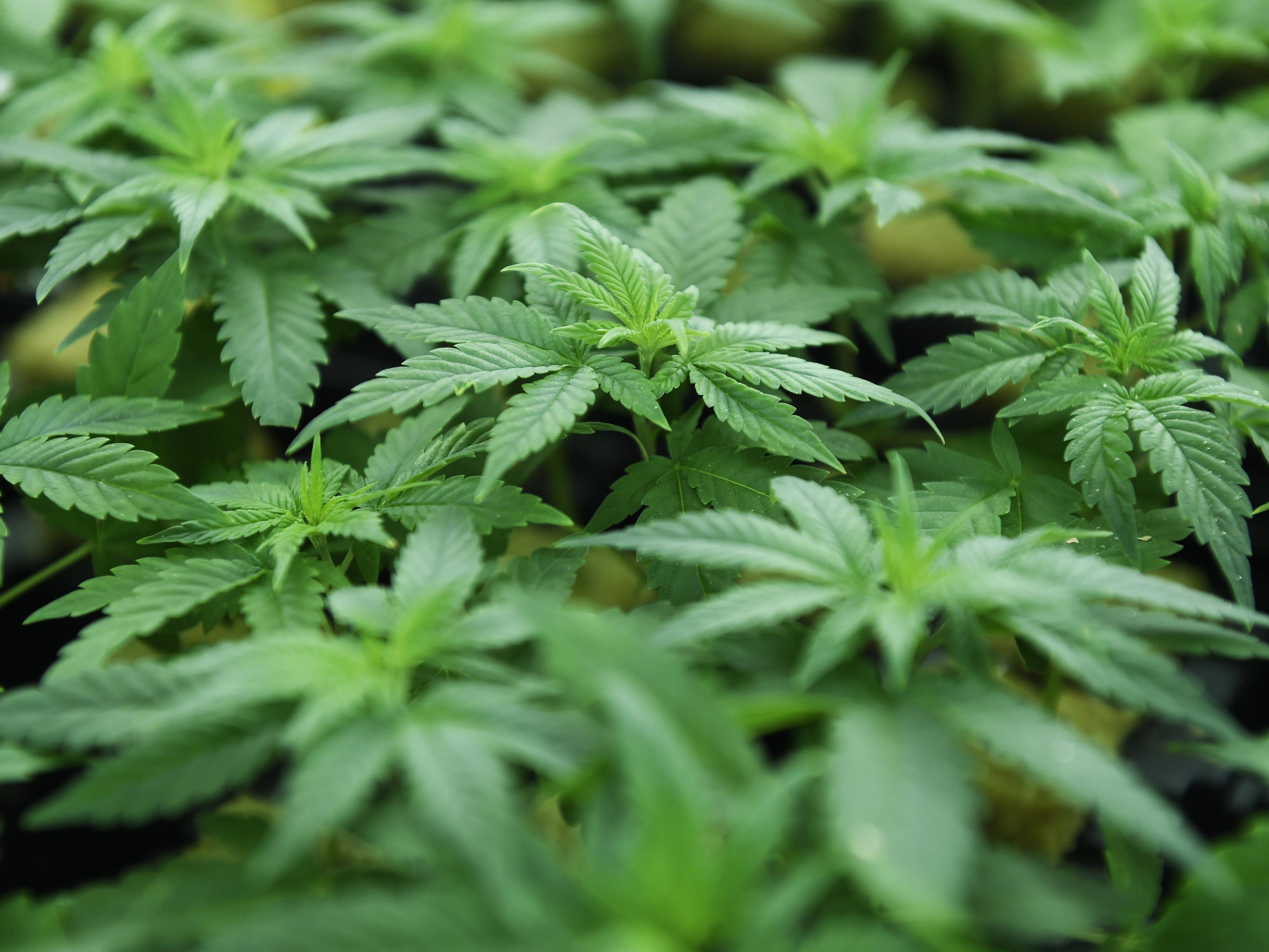 Der Bregenzer soll an dem Schmuggel von rund 100 Kilogramm Cannabis beteiligt gewesen sein.
